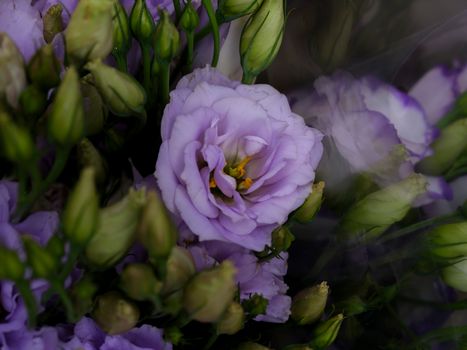 Close-up view of beautiful purple Lisianthus flowers surrounded by buds.