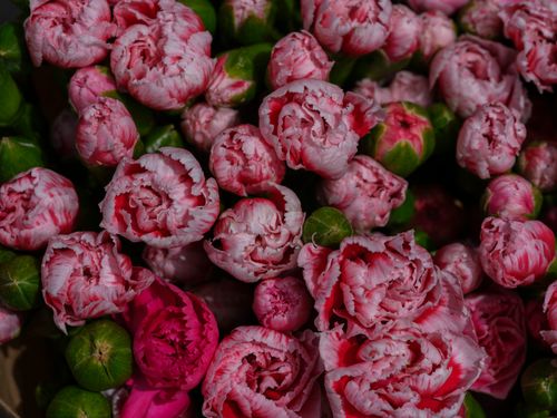 Free Close-up of vibrant pink carnations in full bloom, showcasing their delicate petals and freshness. Stock Photo