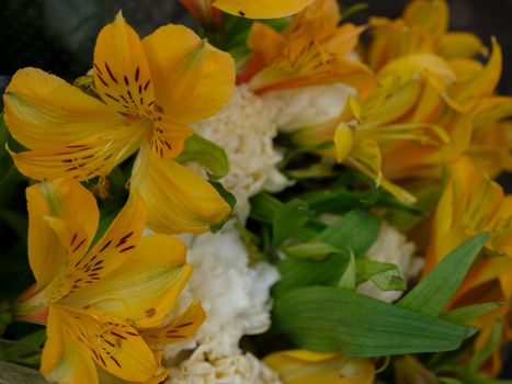 Close-up of vibrant yellow Alstroemeria flowers with lush green leaves.