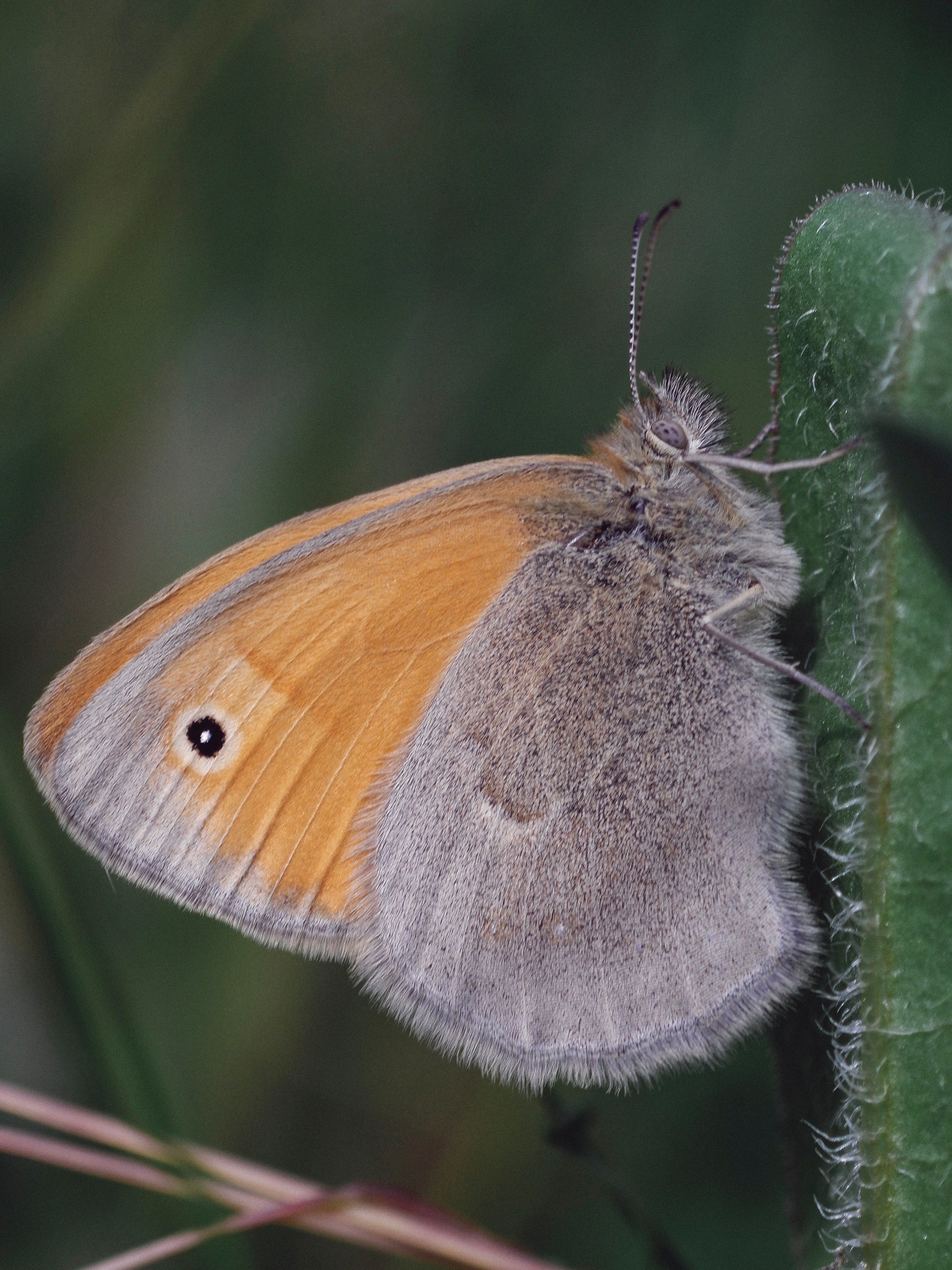 Close-Up of a Small Heath Butterfly on Leaf · Free Stock Photo