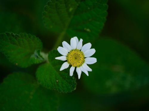 Free A beautiful white daisy flower blooming with vibrant green leaves in the background. Stock Photo