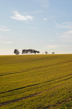 Tranquil sunset over a vast green field with distant trees, perfect natural landscape.