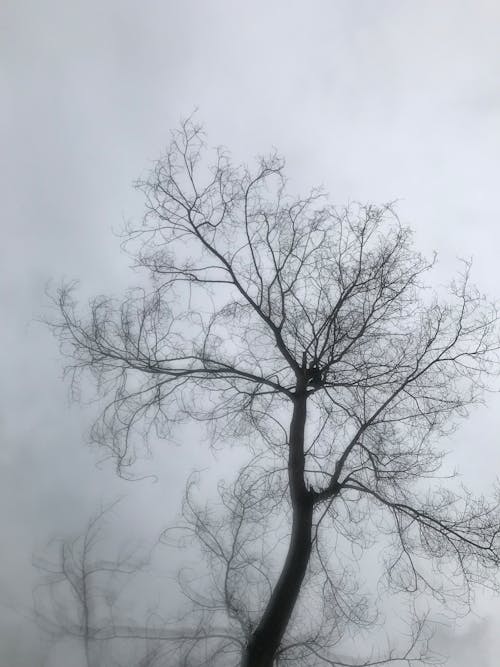 Árvore Marrom E Cinza