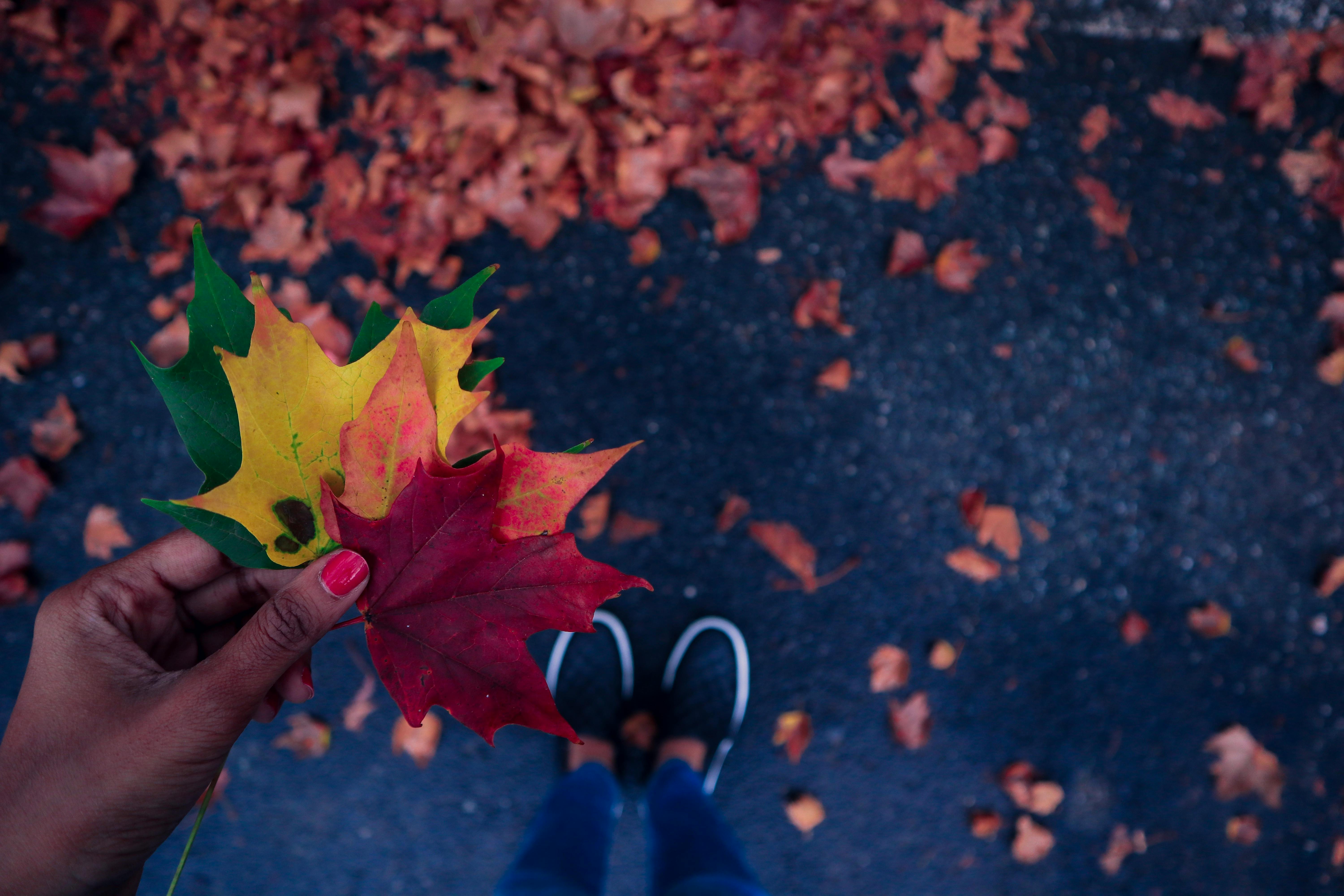 小路上散落着树叶，一只手握着充满活力的秋叶