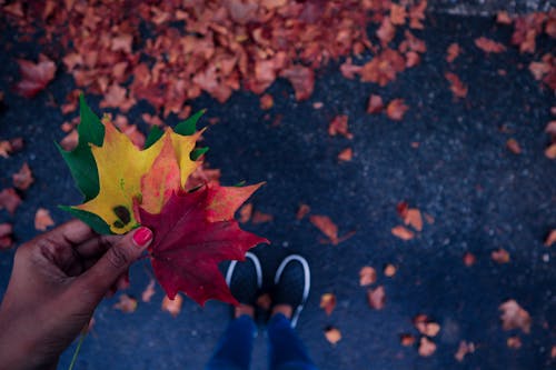 Безкоштовне стокове фото на тему «листя, осіннє листя, осінь»
