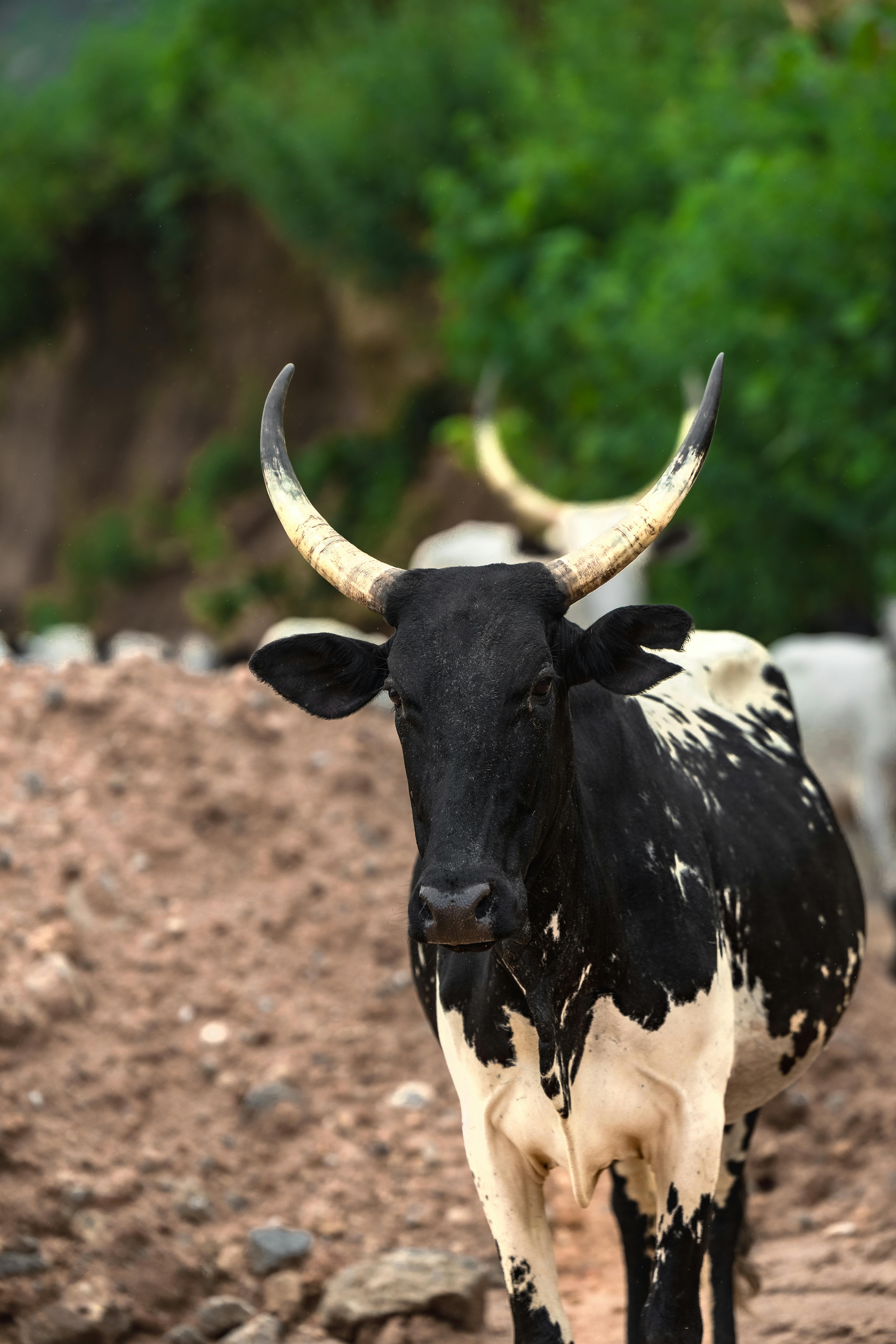 Gratuit Une impressionnante vache noire et blanche avec de grandes cornes se tient à l'extérieur dans le paysage luxuriant du Nigéria. Photos