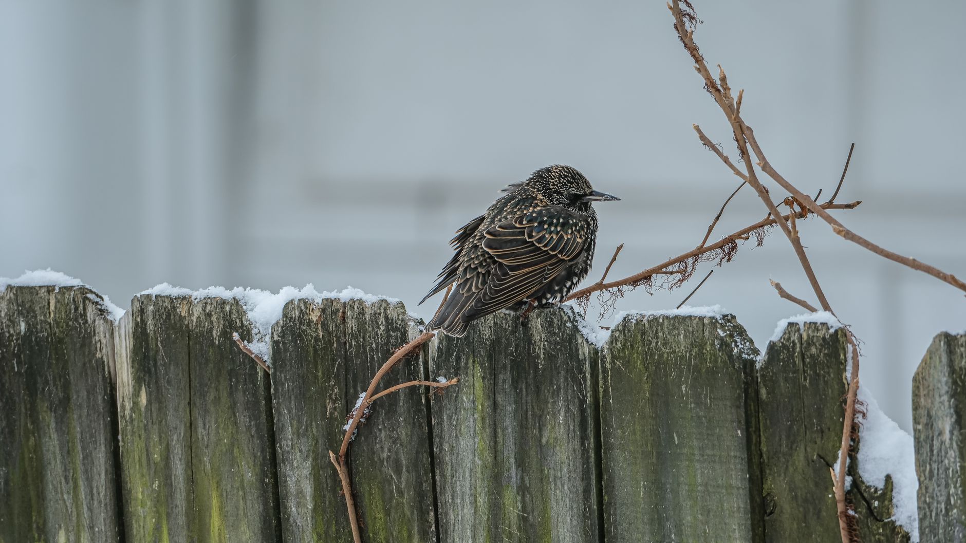 A European starling sits on a snow-covered fence during winter in Kentucky.