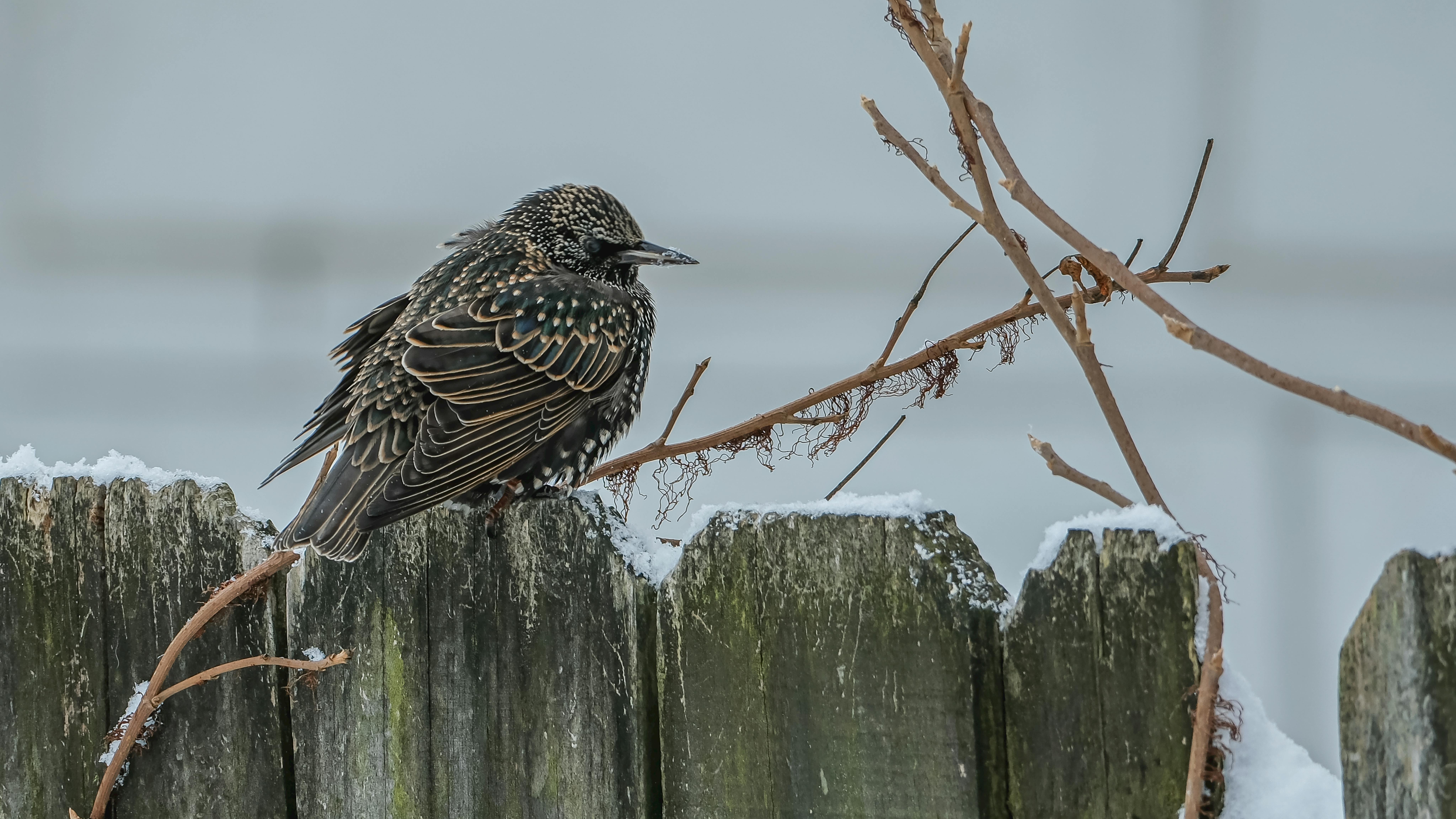 Winter Starling Roost — Rome Murmurations