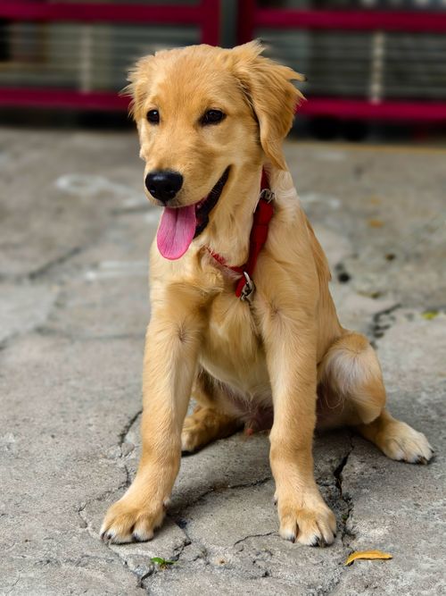 Free Cute golden retriever puppy sitting on a stone path with a red harness. Stock Photo