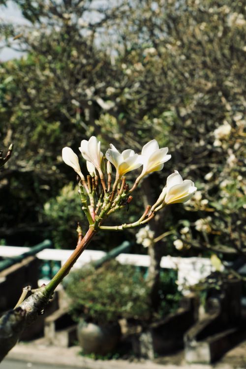 Free Delicate white Plumaria flowers beautifully bloom in an outdoor garden setting, capturing a warm and serene atmosphere. Stock Photo