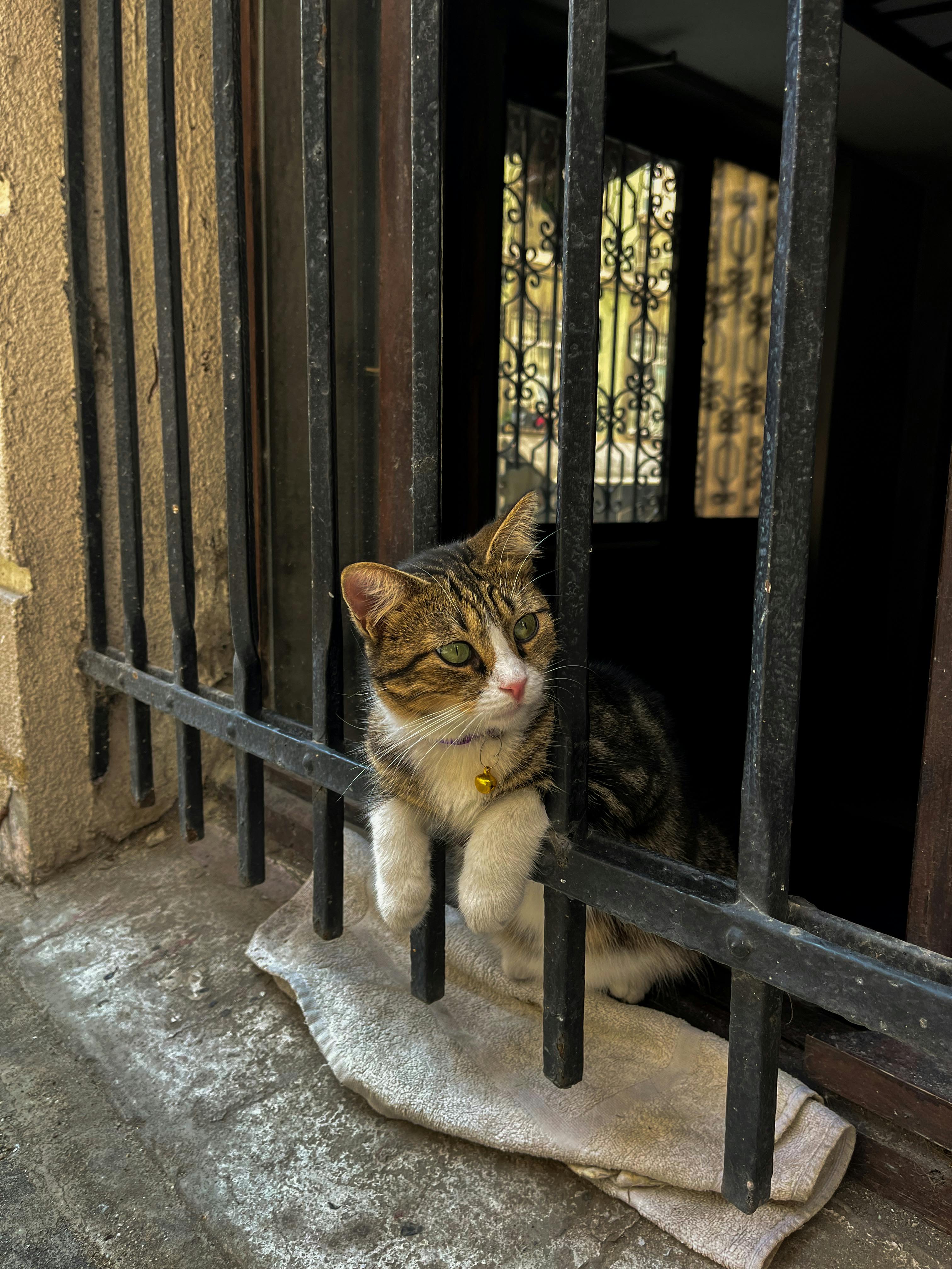 Adorable cat with a bell peeking outside through window bars.