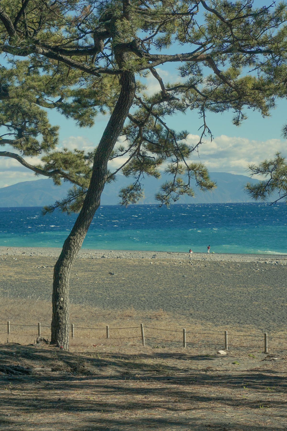Tranquil beach scene in Shizuoka Japan featuring pine trees along the shore on the Izu Peninsula