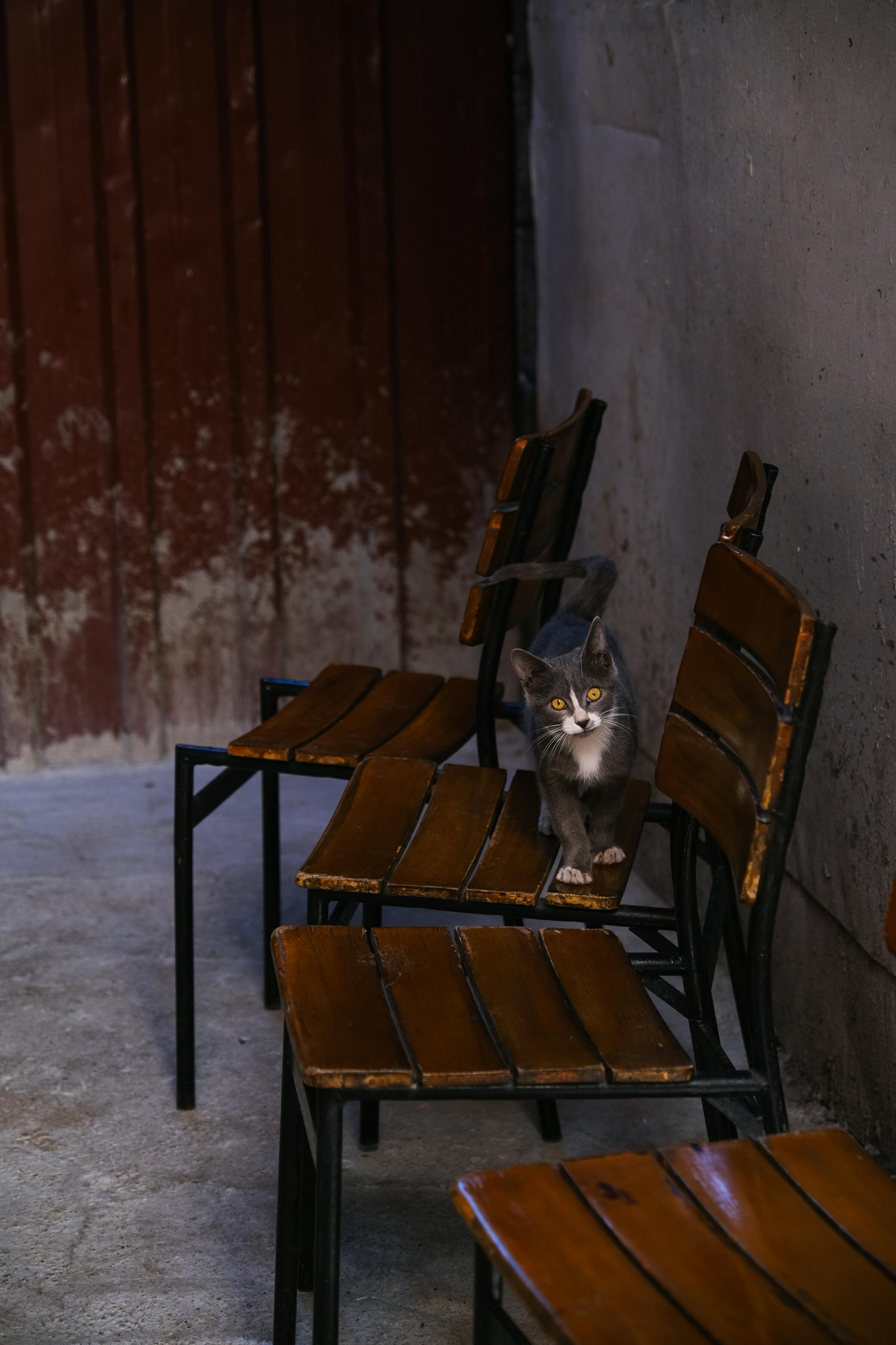 Gratuit O pisică solitară cocoțată pe scaune de lemn pe un fundal rustic, creând o atmosferă capricioasă. Fotografie de stoc