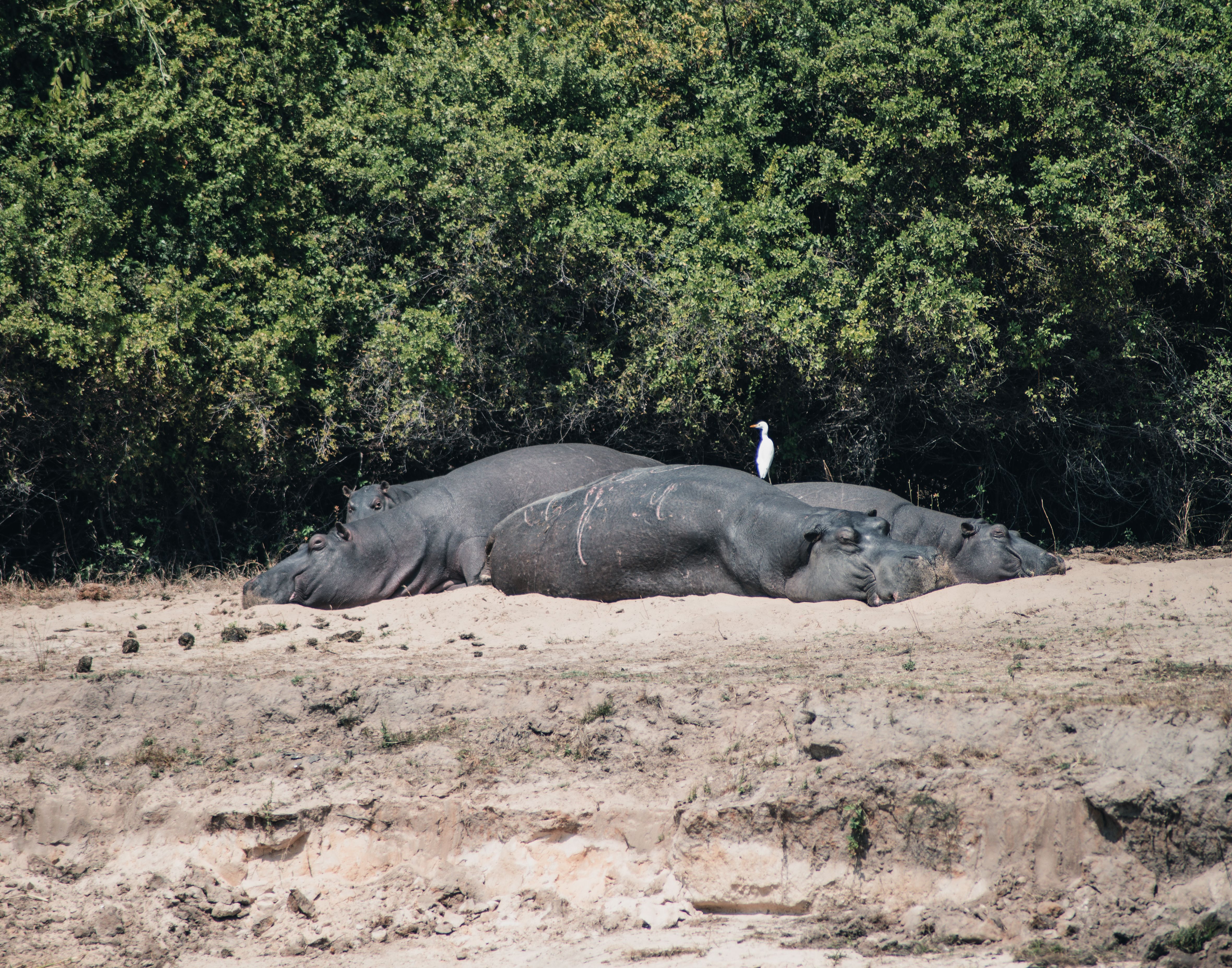 Two hippos resting on a riverbank surrounded by lush foliage and a bird perched on their back.