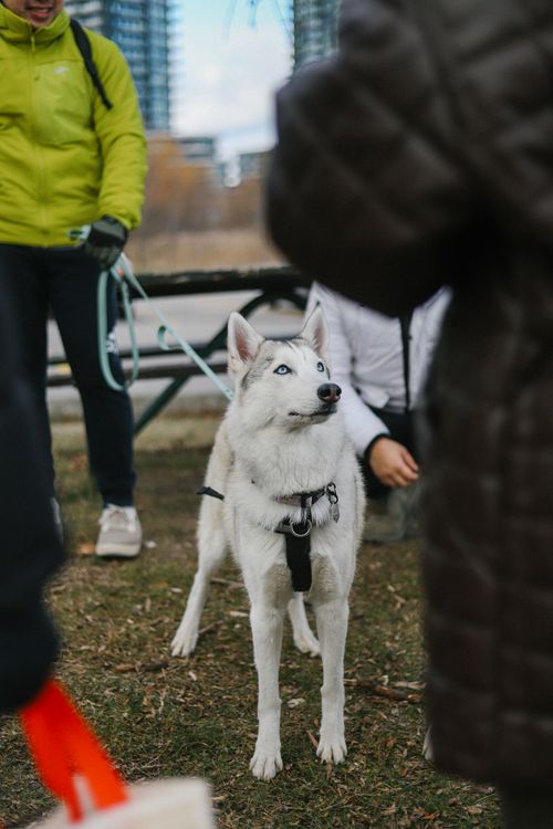 Free Siberian Husky on a leash surrounded by people in an urban park setting. Stock Photo