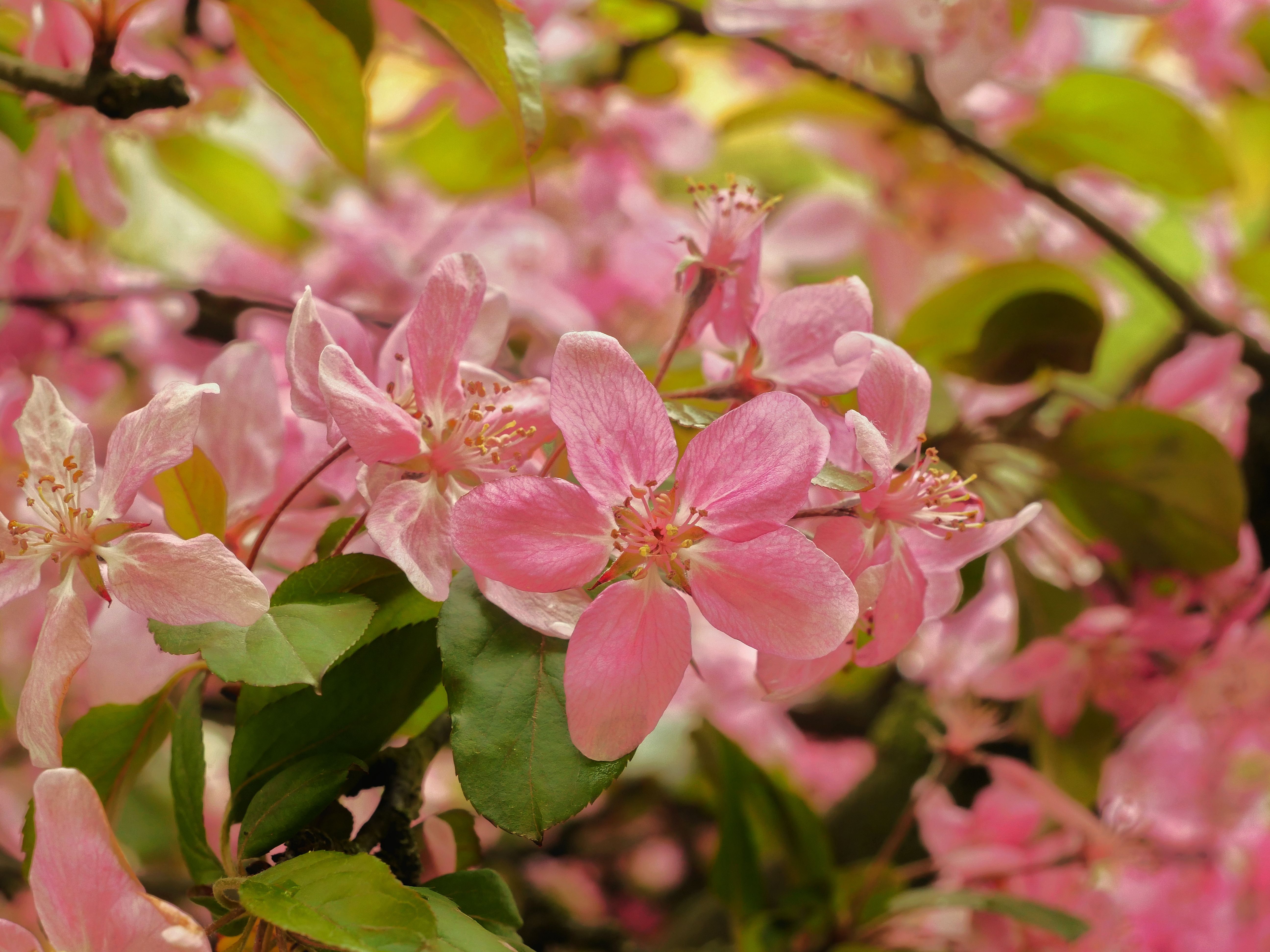 Beautiful Close-up of Pink Apple Blossom Flowers · Free Stock Photo