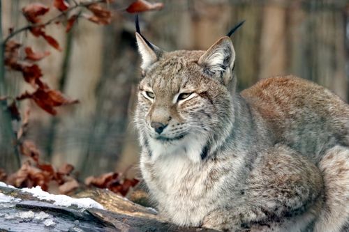 ユーラシアオオヤマネコの木の上 · 無料の写真素材