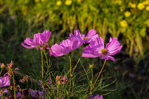 Free Beautiful pink cosmos flowers blooming in a lush garden during summer in Bangkok, Thailand. Stock Photo