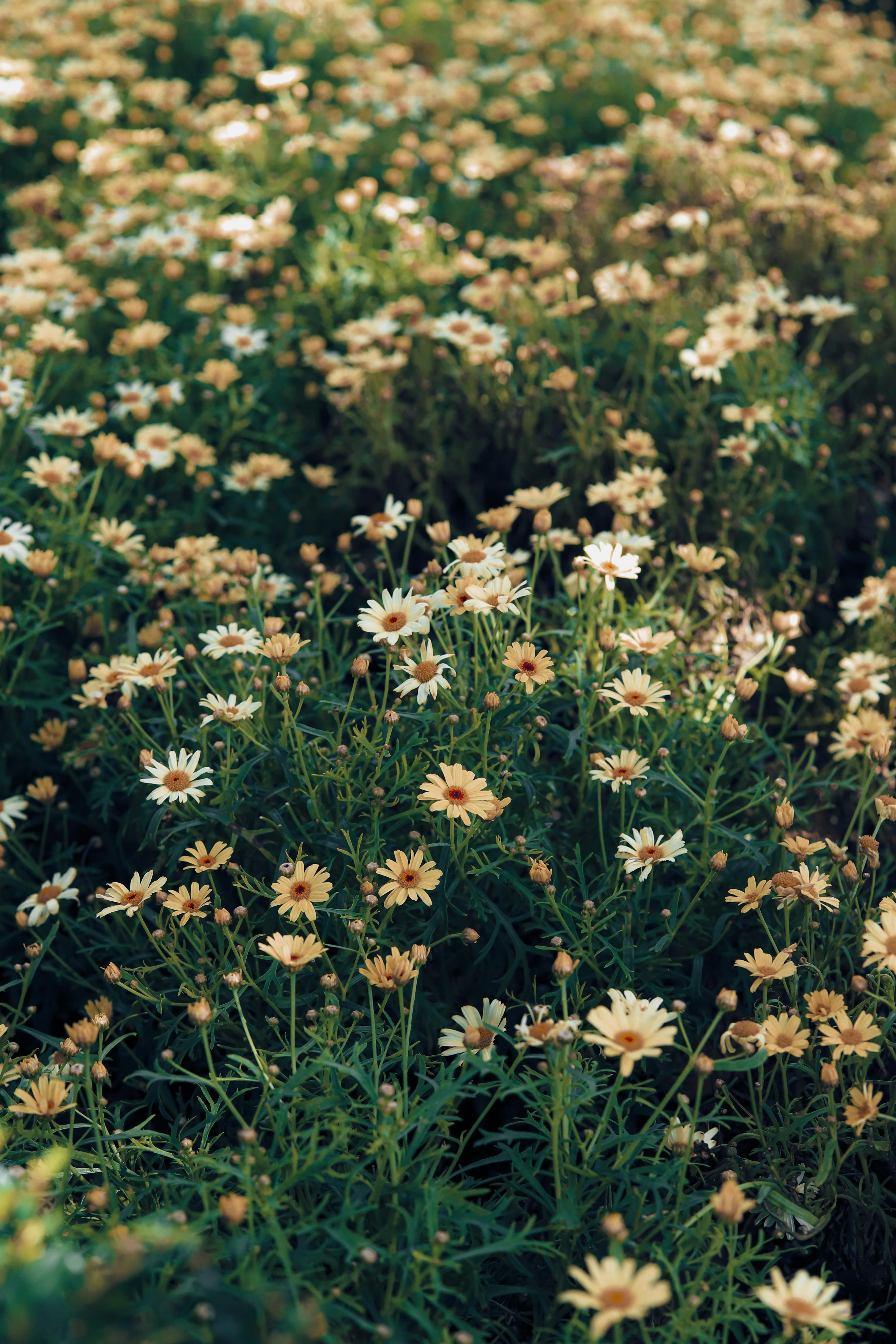 カシニョール 、【BUNCH OF FLOWERS IN MEADOW】 Close up of a Flower in a Meadow · Free Stock Photo