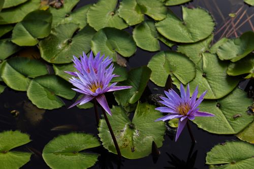 Free Two purple lotus flowers bloom amidst green lily pads in a serene pond setting. Stock Photo