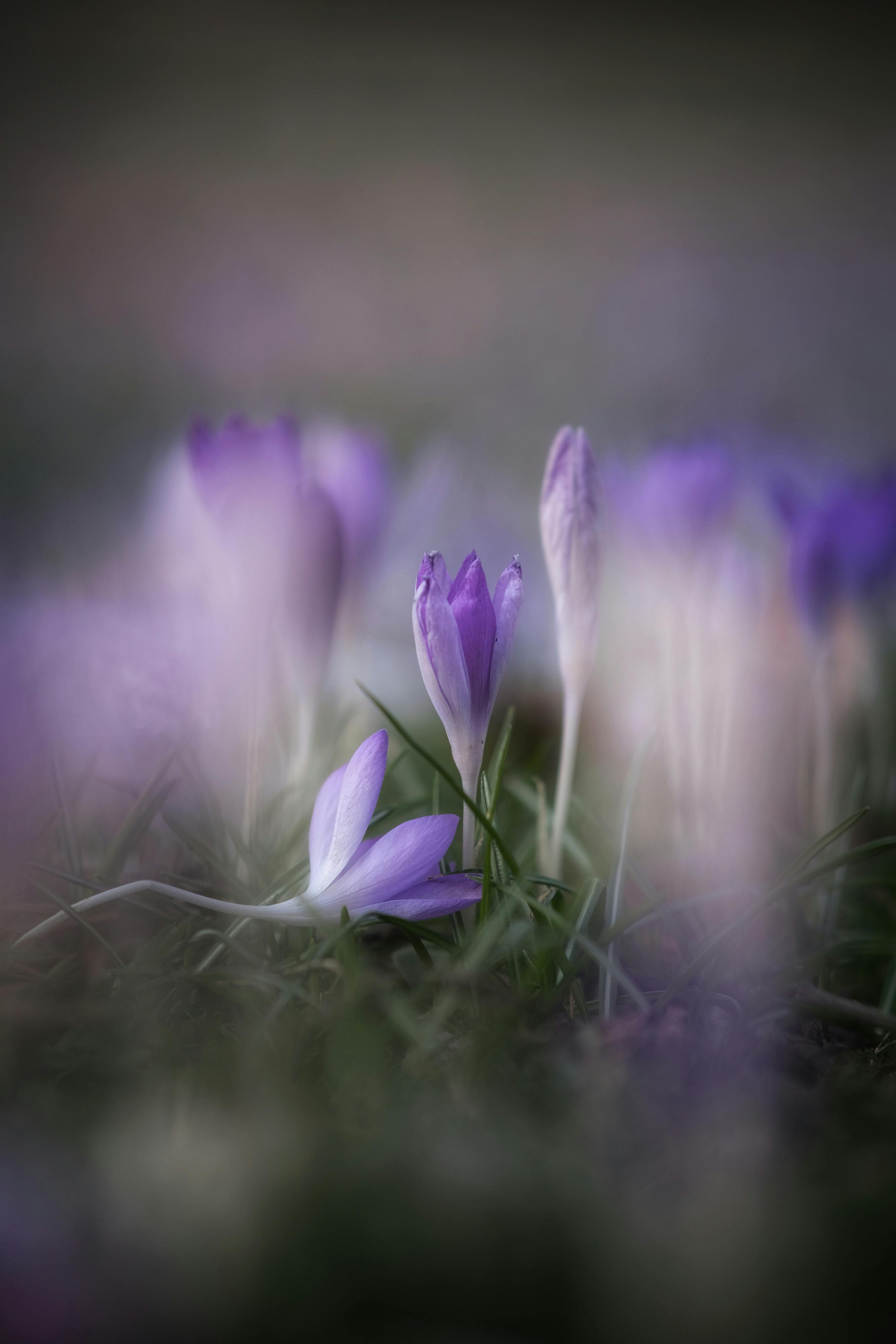 Delicate purple crocus flowers emerging in a garden setting in Munich, signaling the start of spring.
