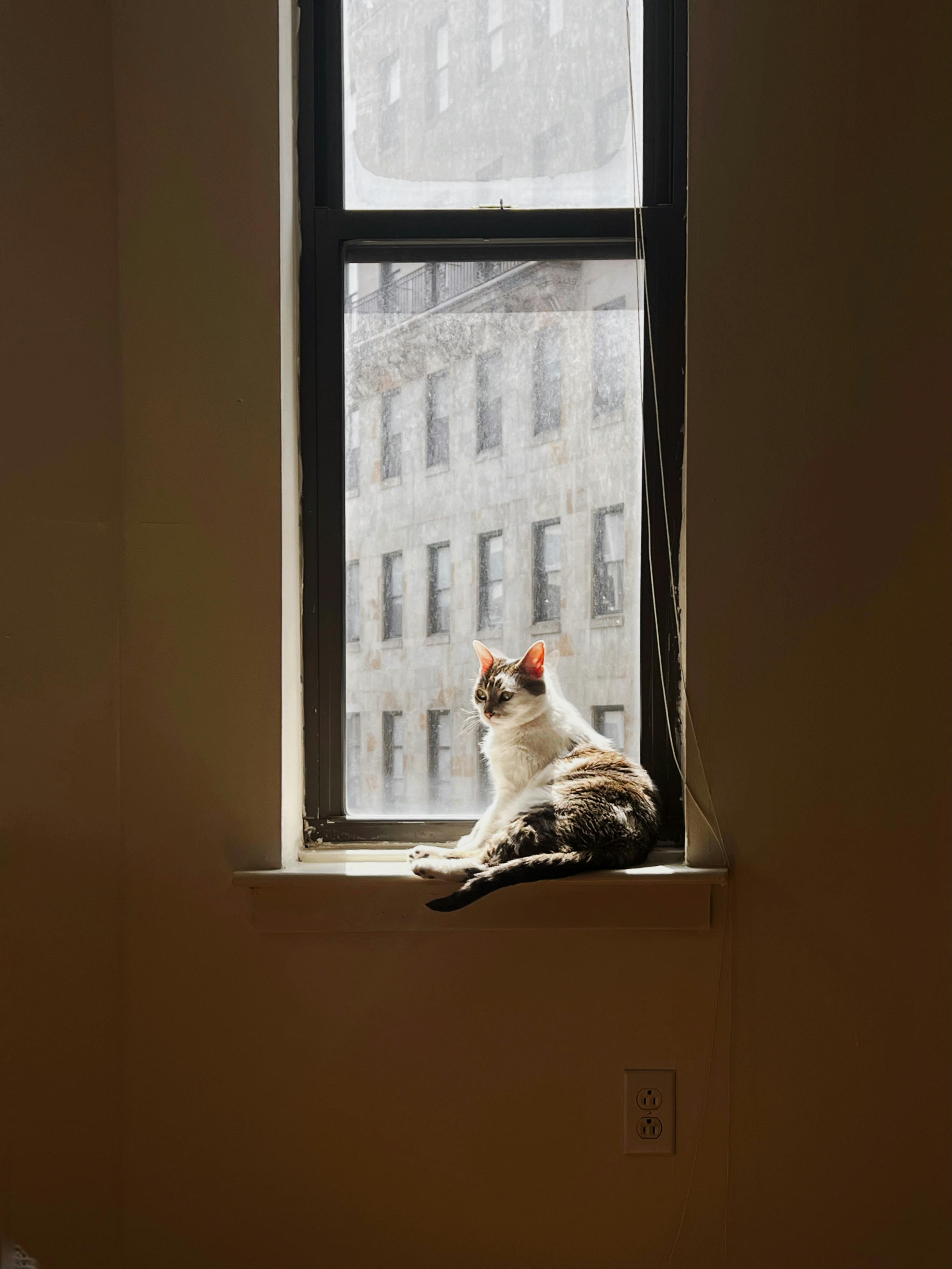 A cute cat enjoys the sunlight on a window sill inside an urban apartment.