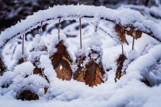 Close-up of snow-covered brown leaves arching over in a tranquil winter setting.