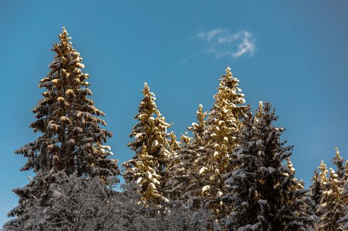 Free Beautiful snow-covered evergreen trees under a clear blue sky, capturing the essence of winter. Stock Photo