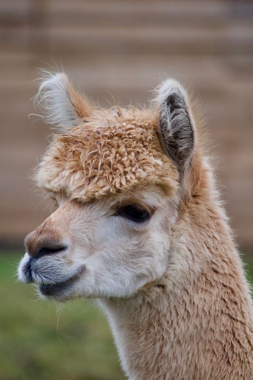 Free Adorable alpaca with fluffy fur captured outdoors in the UK. Stock Photo