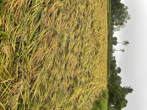Free Paddy in the feild Stock Photo