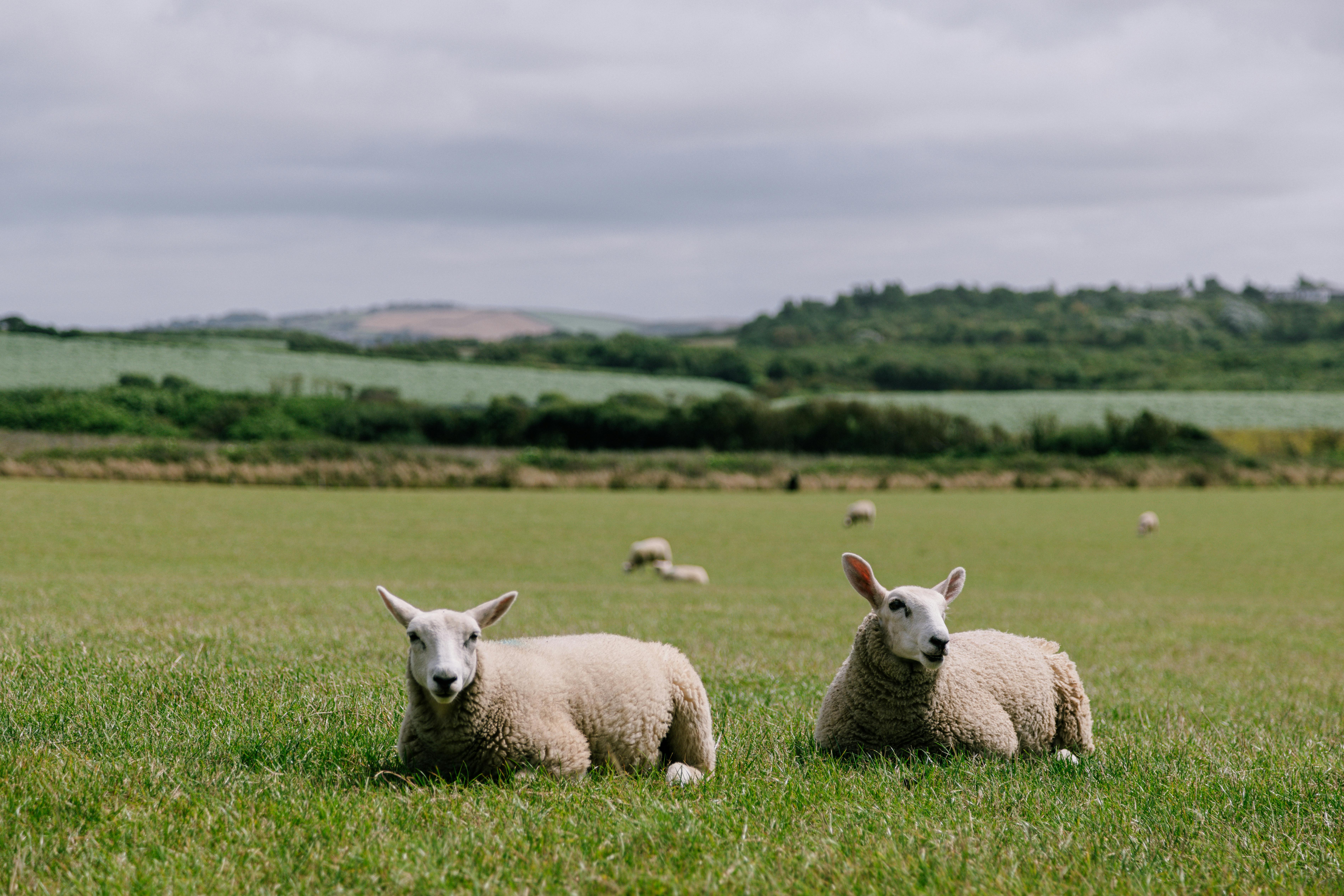 Two sheep resting in a lush green field in Bude, England, showcasing serene English countryside.