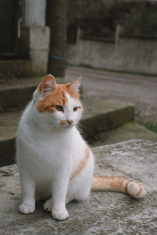 Free A ginger and white cat sits on a stone ledge in an outdoor area, looking relaxed and content. Stock Photo