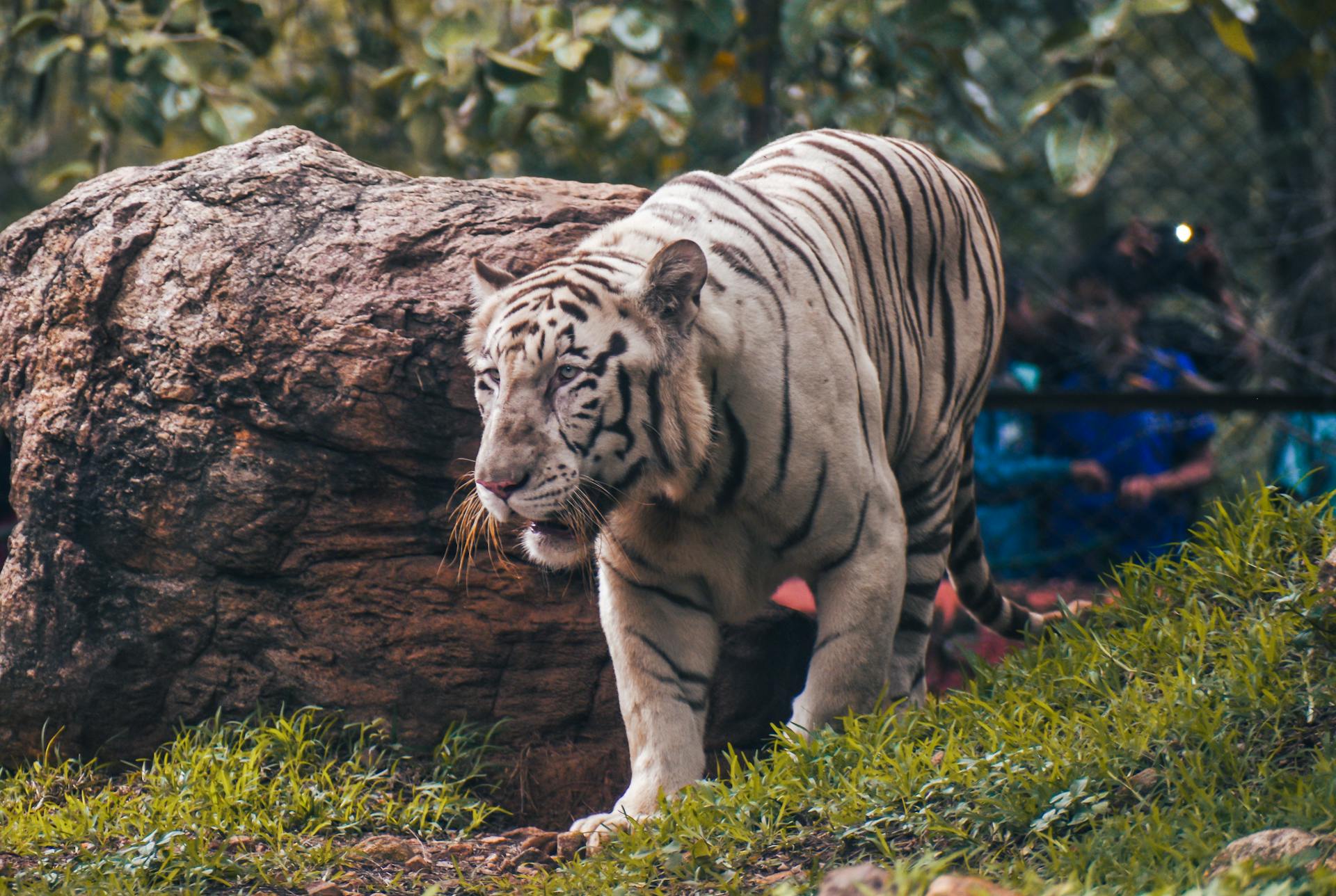 Majestic white Bengal tiger roaming in Visakhapatnam Zoo, showcasing natural beauty.