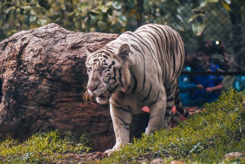 Free Majestic white Bengal tiger roaming in Visakhapatnam Zoo, showcasing natural beauty. Stock Photo
