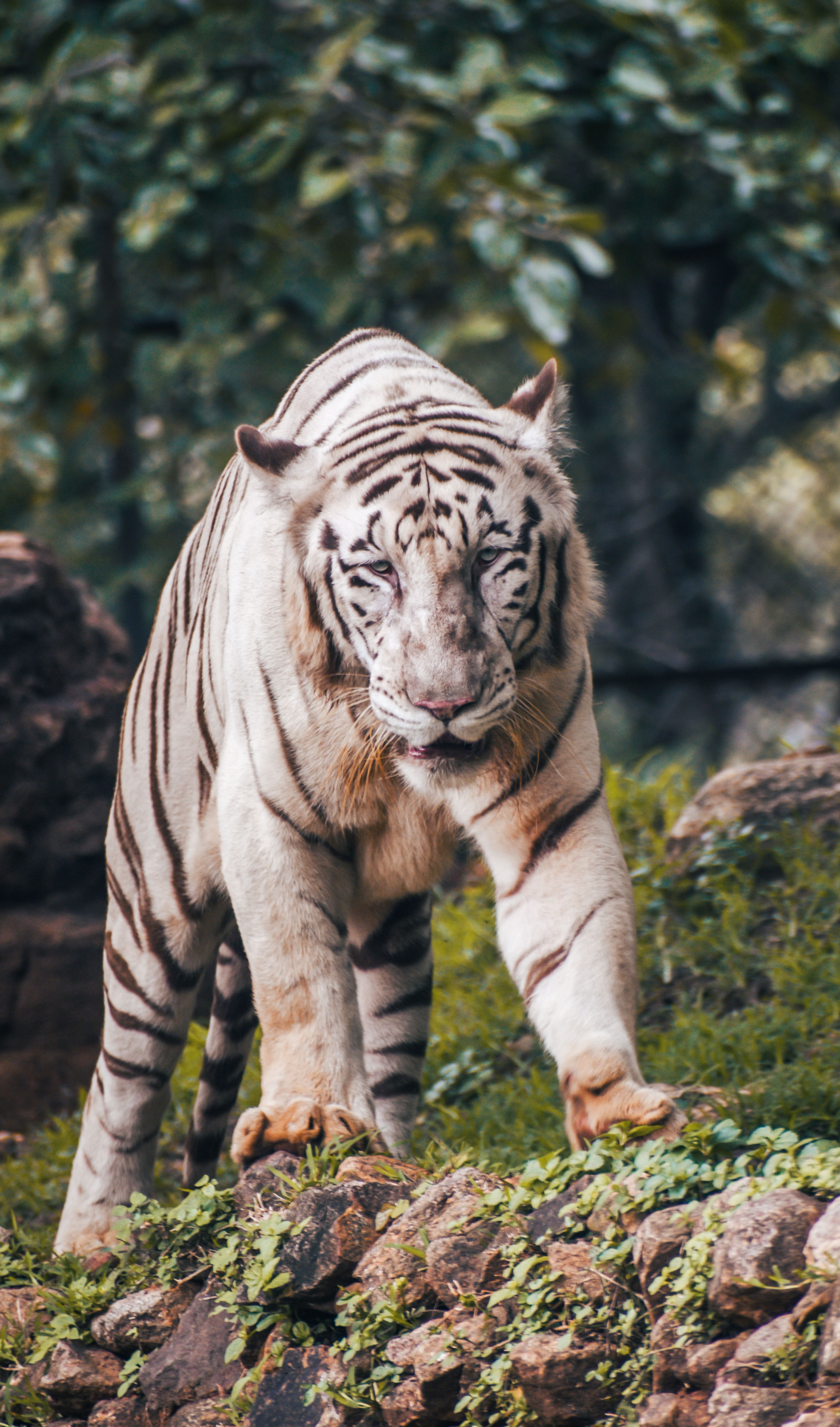 A majestic white tiger prowling in its natural habitat at Visakhapatnam Zoo, India.