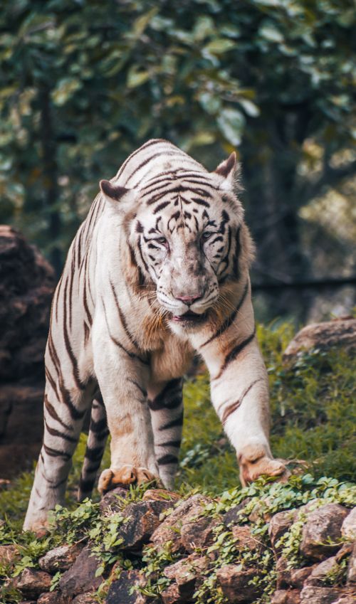 Free A majestic white tiger prowling in its natural habitat at Visakhapatnam Zoo, India. Stock Photo
