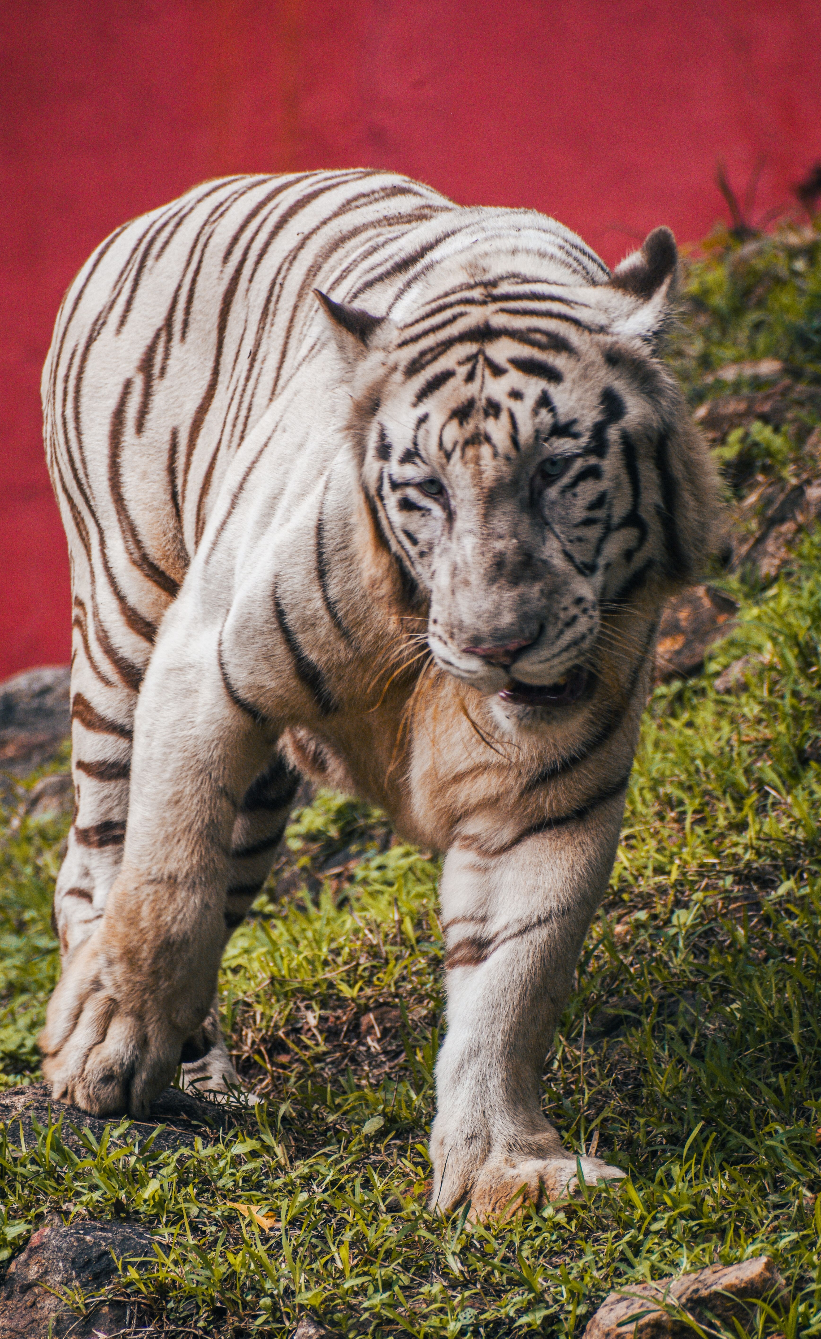 Captivating portrait of a white Bengal tiger in a naturalistic zoo habitat, showcasing its striking stripes.