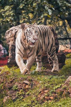 A striking white tiger captured in a natural outdoor setting, highlighting its beauty and power.