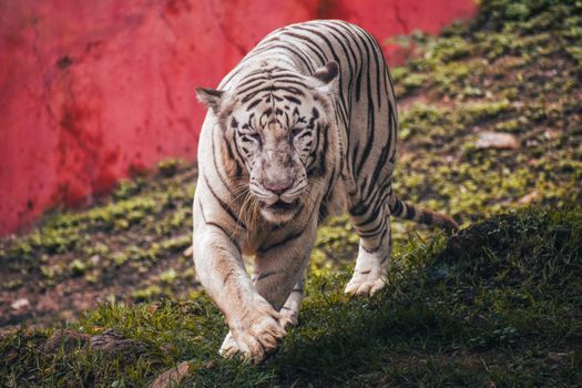 Close-up of a white Bengal tiger at Visakhapatnam Zoo, showcasing its striking tiger stripes and fierce gaze.