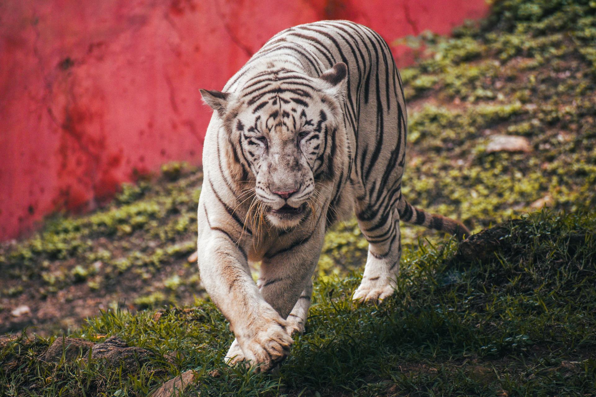 Close-up of a white Bengal tiger at Visakhapatnam Zoo, showcasing its striking tiger stripes and fierce gaze.