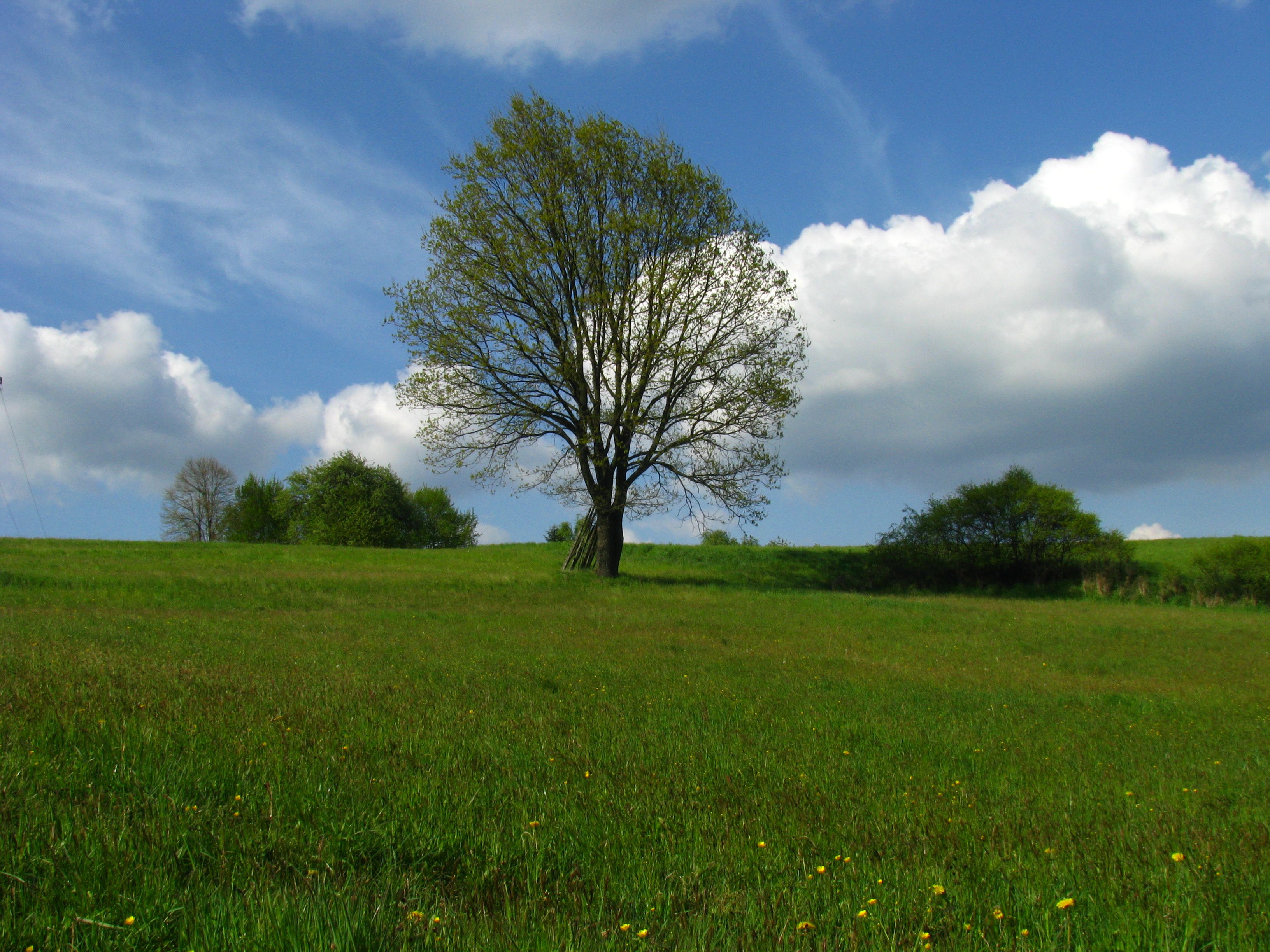 Serene Meadow Landscape with Lone Tree · Free Stock Photo