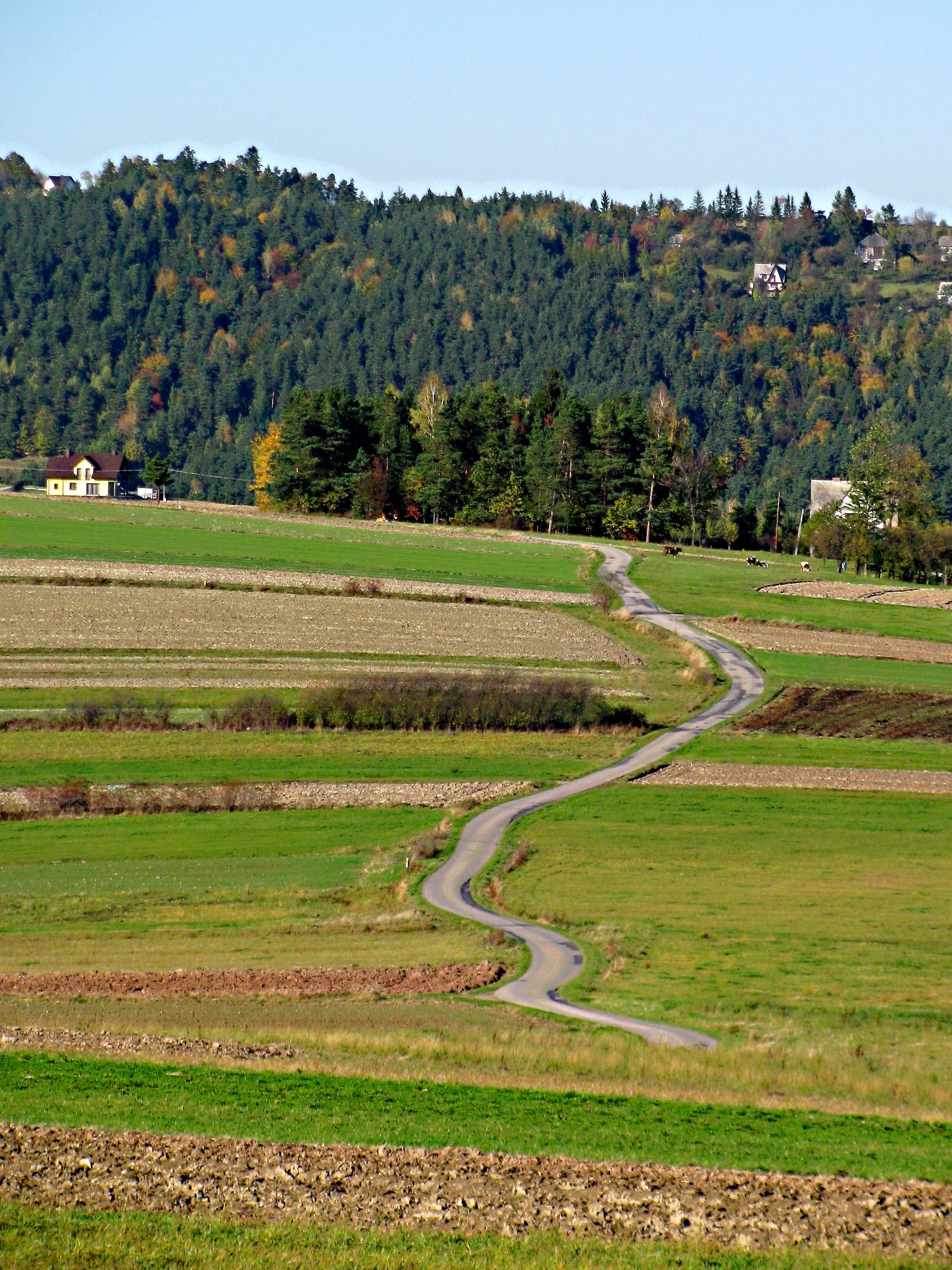 Winding road through lush fields and forested hills under a clear sky.