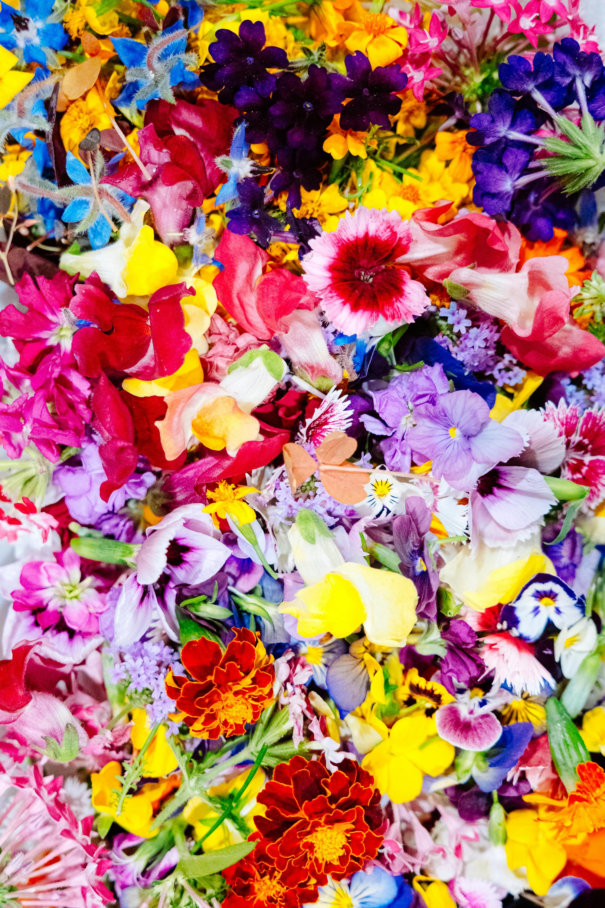 Bright and vibrant collection of diverse edible flowers in various colors, perfect for culinary decoration.