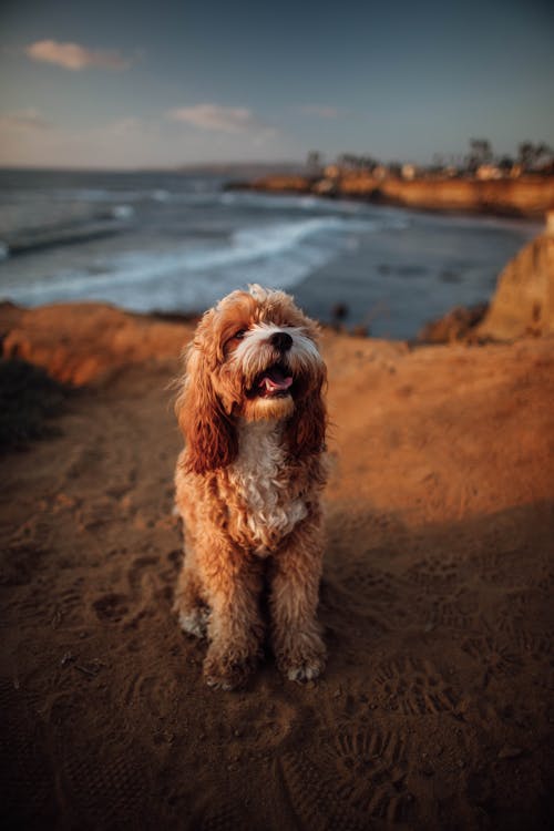 Foto d'estoc gratuïta de animal, bufó, cadell