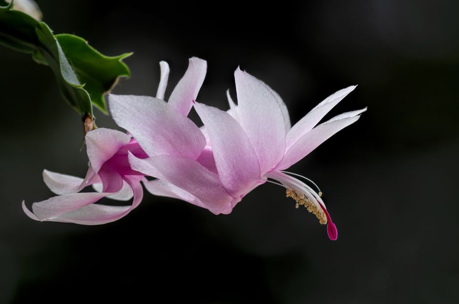 Schlumbergera