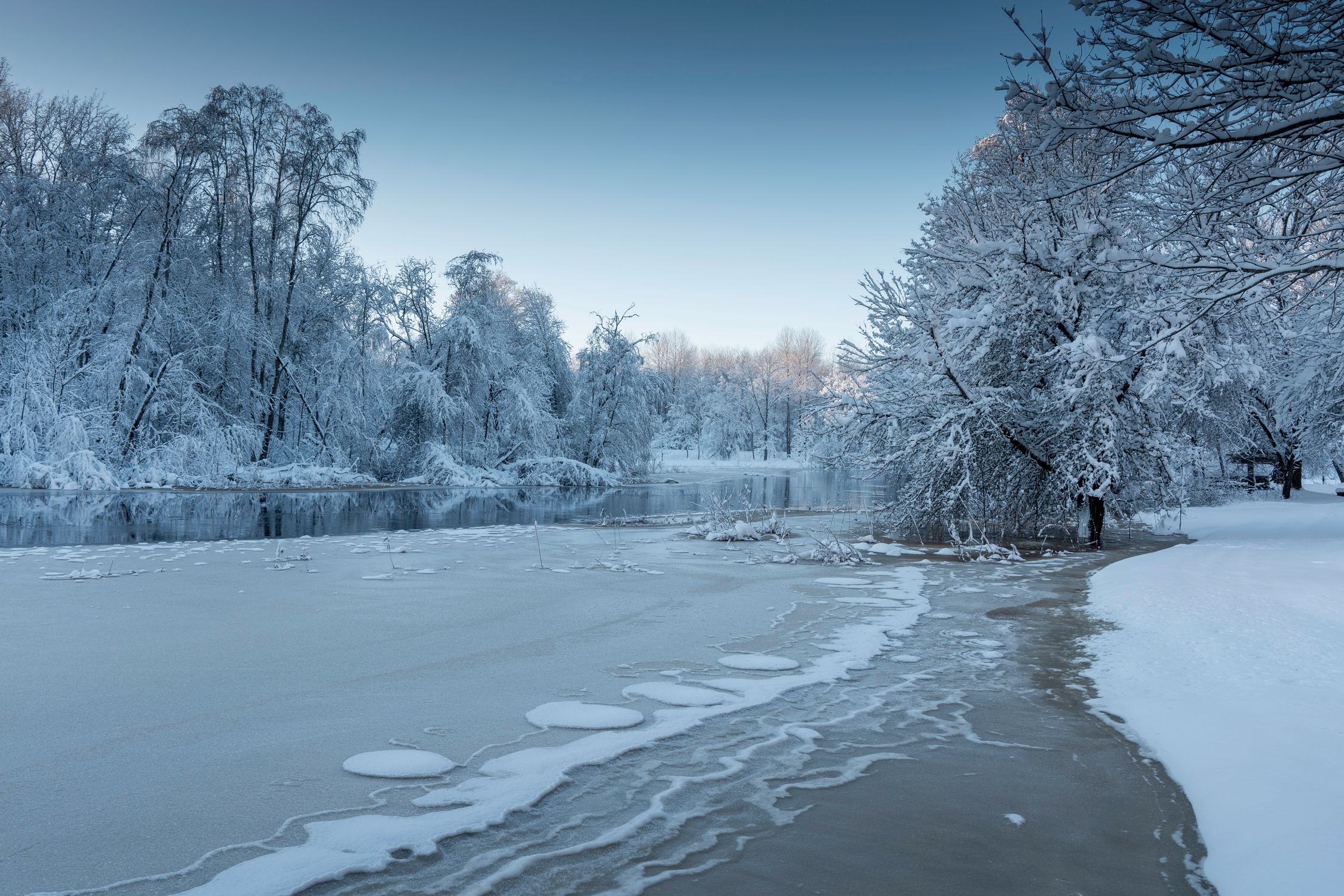 Serene Winter Landscape with Snow-Covered Trees · Free Stock Photo