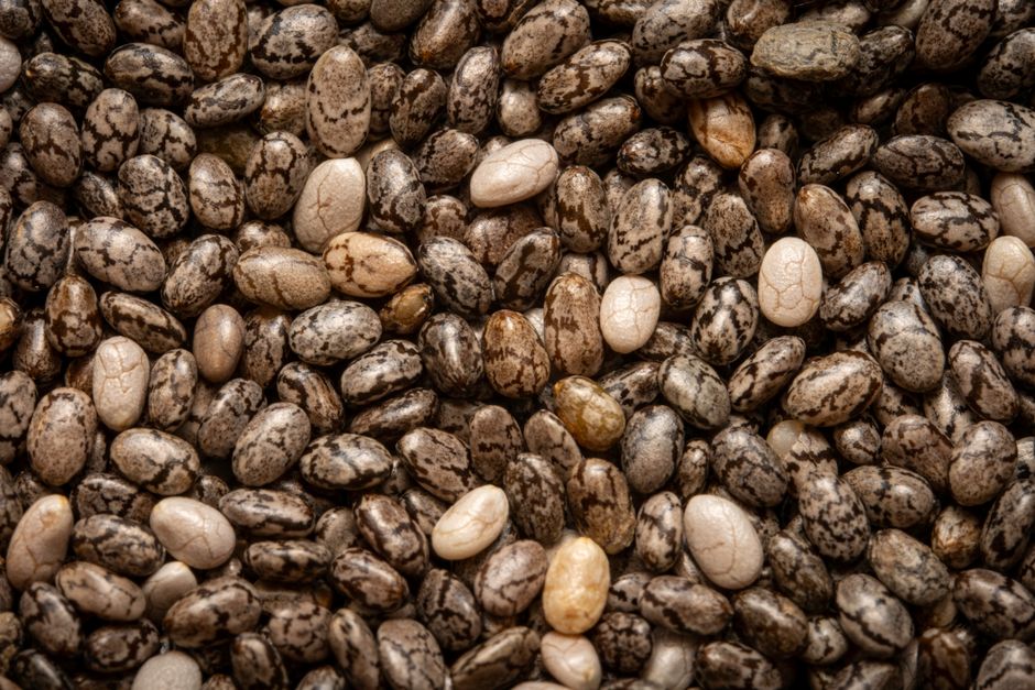 Close-up of speckled dried beans — a self-pollinated crop whose seed breeds true, so it can be saved and replanted next season.