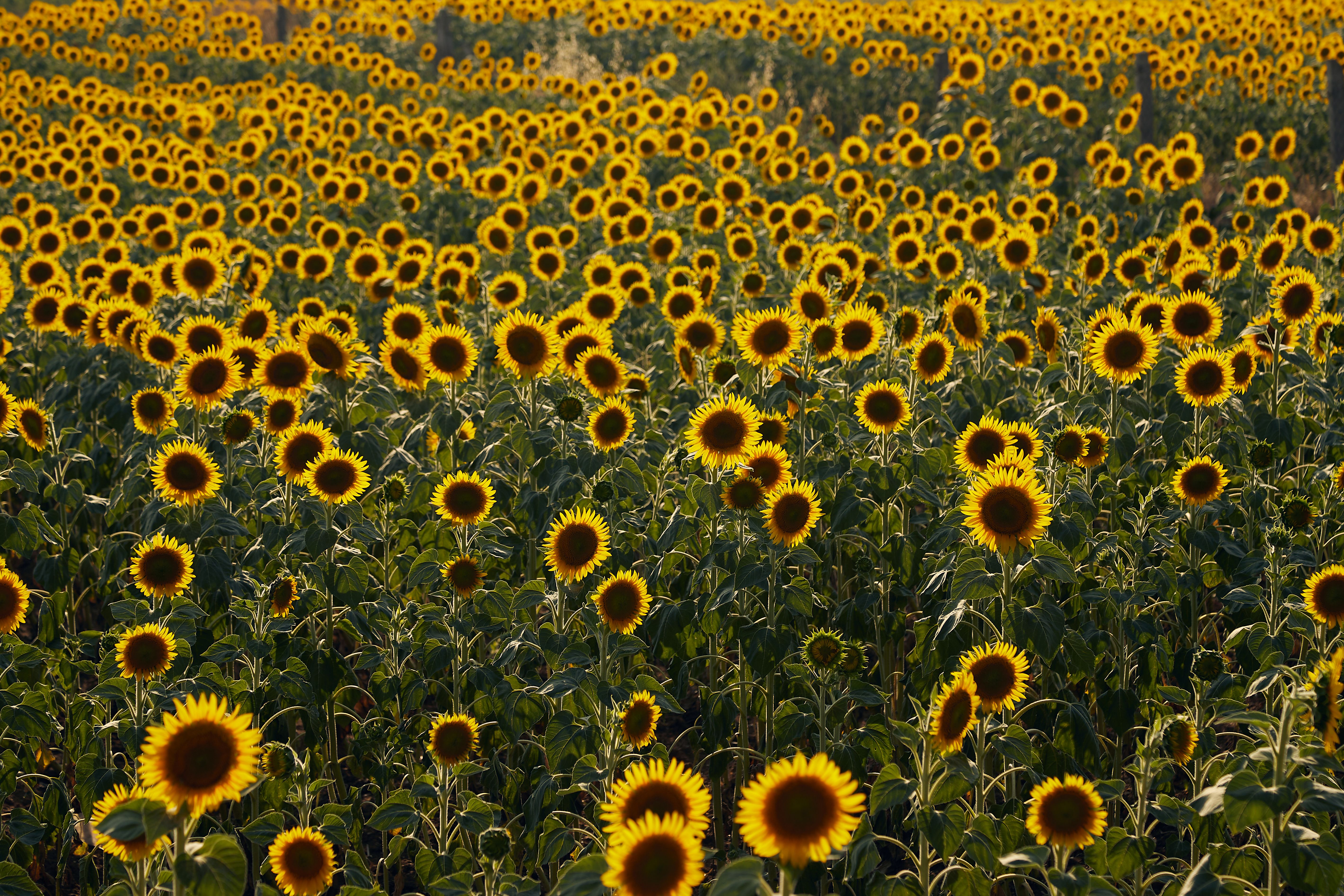 Vibrant Sunflower Field at Golden Sunset · Free Stock Photo