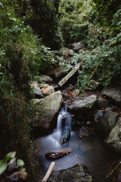 Free A tranquil stream flowing through lush vegetation in Cundinamarca, Colombia. Stock Photo