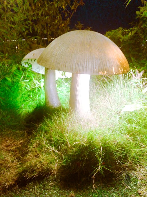 Free stock photo of decor, grass, mushroom